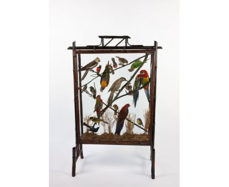 An early bamboo firescreen of Australian birdscirca 1850 112cm high by 74cm wideTaxidermy, Victorian, furniture