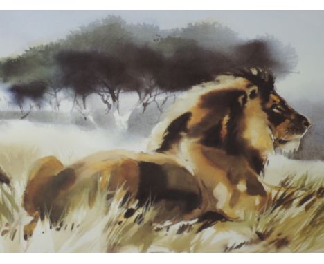 A Ltd Ed print, after Wolfgang Weber, Majesty lion study, numbered 369/495, signed, 53 x 65cm, framed and glazed