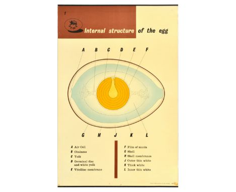 Original vintage advertising poster issued by BEMB British Egg Marketing Board number 1 Internal structure of the egg - featu
