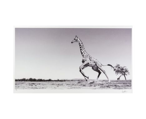 ANUP SHAH (1949)  ARTIST SIGNED BLACK AND WHITE PHOTOGRAPHIC PRINT ‘Dance’ (48/150) with certificate  15” X 29” (38cm x 73.7c