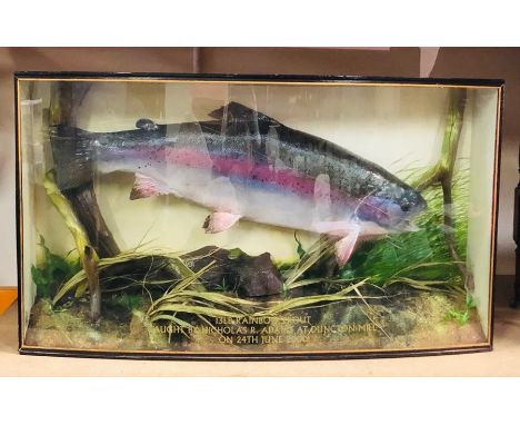 A Taxidermy Rainbow Trout in a bow glass fronted display case. '13lb Rainbow Trout' caught at Duncton Mill on 24/6/2000 by Ni