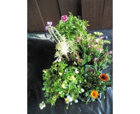 Six large mixed Perennials including Viola Heather Wallflower Gazinia Mollus and Dianthus (9)