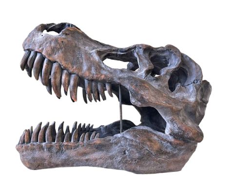 Composite model of dinosaur skull.