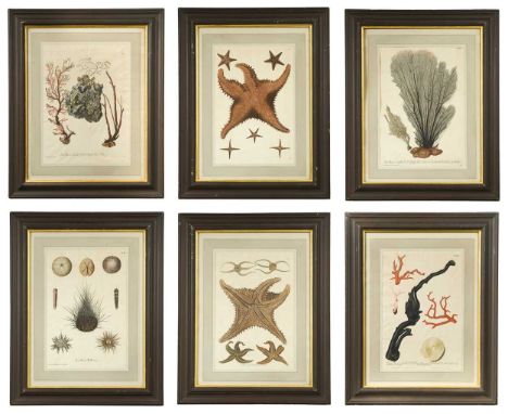 Continental School, 18th century Six studies of marine life including seaweed, starfish, urchins and coral, after Johann Chri