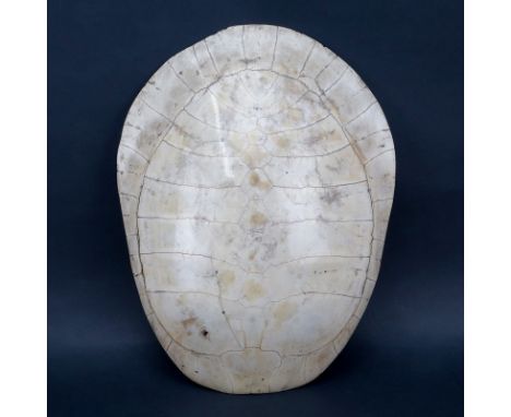 19/20th Century Blonde Turtle Shell Taxidermy. Normal wear and  discoloration. Measures 19" H x 14-1/2" W. We Will Not Ship T