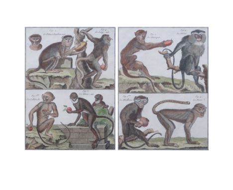 Pair Antique Colored Monkey Engravings "Histoire Naturelle, Quadrupedes" Signed in plate "Benard Direxit". Toning from age an