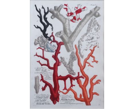 Johann Wilhelm Weinmann, German (1683-1741) 18th Century hand-colored line and mezzotint engraving "Coral" . Plate No. 426 Fr