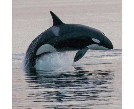 Money can’t buy weekend stay for two people at OrcaLab, Canada – help the team study and protect wild orca during July-August