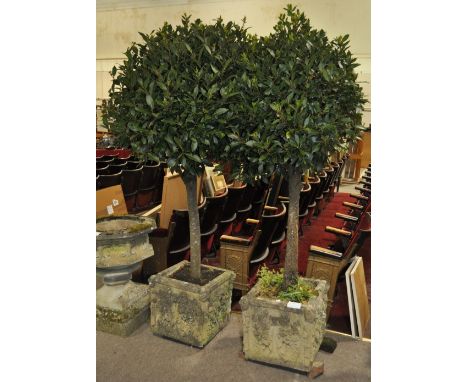 Pair of large bay trees, potted in relief carved stoneware square planters,overall height 7', planter height 1' 4", width 1' 