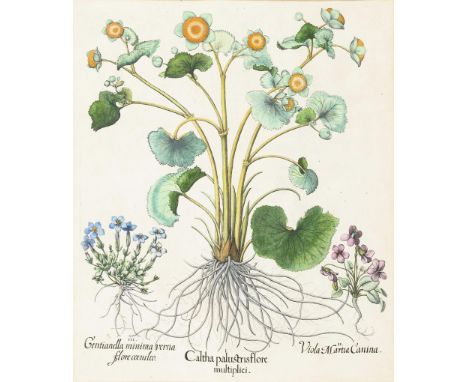                     BESLER,             Basilius(1561 Nürnberg - 1629 Nürnberg)    Botanische Illustration aus "Hortus Eystet