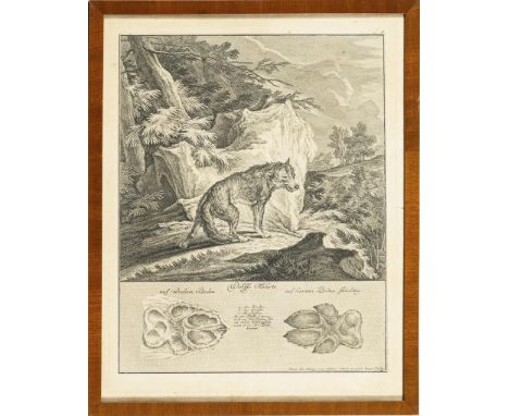                     RIDINGER,             Johann Elias(1698 Ulm - 1767 Augsburg)    8 "Jagdbare Tiere"8 Kupferstiche. Gerahmt