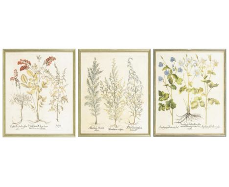                     BESLER,             Basilius(1561 Nürnberg - 1629 Nürnberg)    3 botanische Bildtafeln aus Hortus Eystett