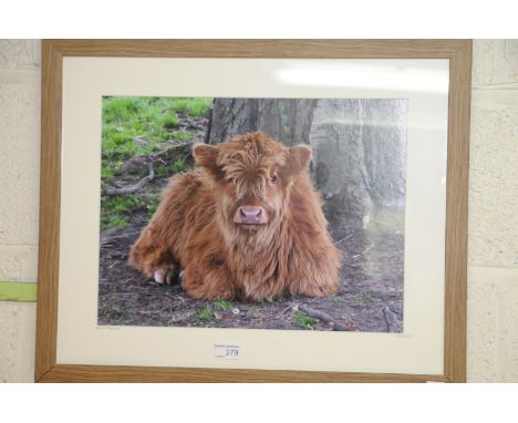 Mounted and framed photographic print of a seated Highland cow, signed by the photographer and entitled 'Bovine Beauty' by a 