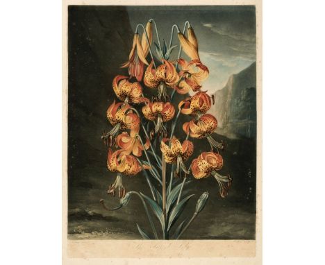 * Thornton (Dr Robert). The Superb Lily, June 1st. 1799, mezzotint by Richard Earlom after Reinagle, printed in colours and f