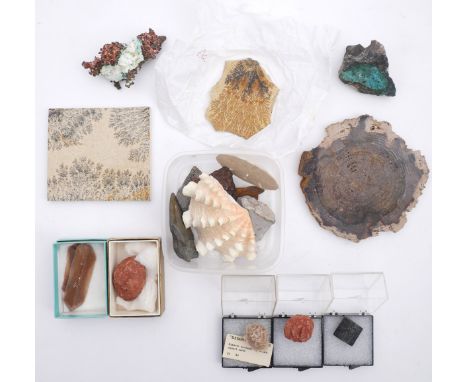 Fossils and geological samples.A cross-section of petrified tree 5½" (14cm) wide, ½" (13mm) thick; a trilobite fossil, the tr