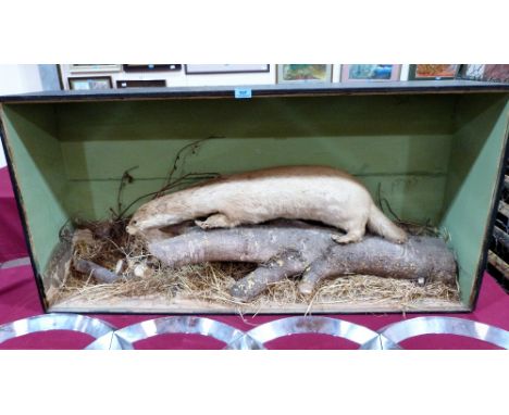 Vintage Taxidermy: A cased otter in a naturalistic setting. The case 50'' wide