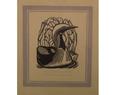 After John PettsBack throated diver Wod engraving Toether with an " Abandonment of Cuckoo's", Knapp fisher print and sheet of