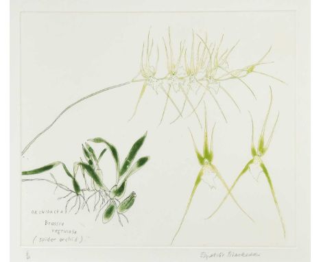 § Dame Elizabeth Blackadder DBE, RA, RSA (1931-2021) Spider Orchid, Orchidaceae Brassia Verrucosasigned 'Elizabeth Blackadder