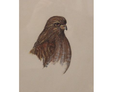 A pastel sketch of a Hawk, signed Ray and dated '85, framed and glazed. 17.5 x 22 cm.