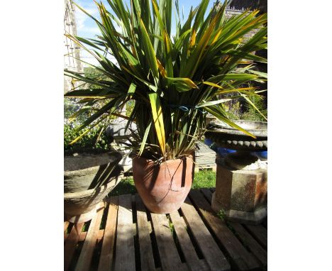 A large contemporary weathered terracotta planter of circular waisted form containing a well established Phormium, 2ft in dia