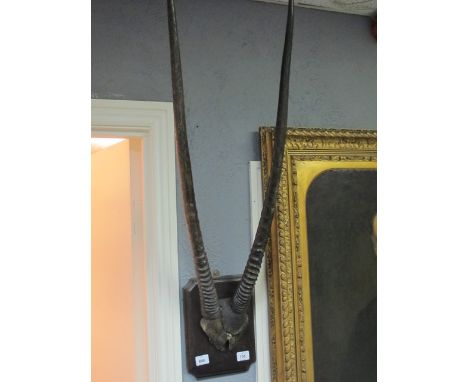 A PAIR OF MOUNTED HORNS on oak panel 99cm high