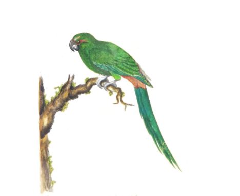 William Hayes (British Illustrator 1729 - 1799), best known for 'A Natural History of British Birds' (1775), A Coloured Etchi