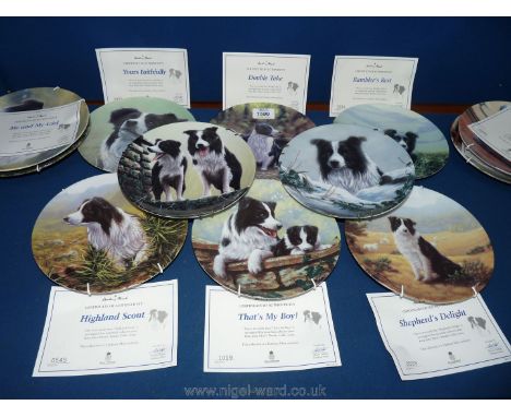 A set of twelve Danbury Mint 'Border Collie Plates by Royal Worcester.