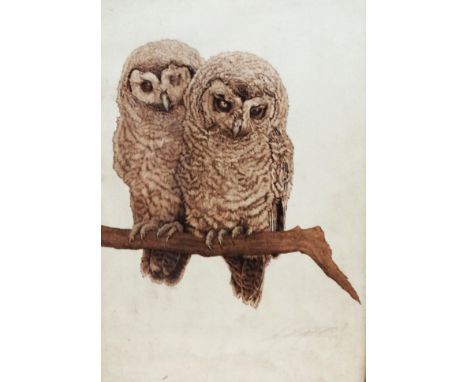 20th Century British School Two Owls Seated On A Branch Lithograph Indistinctly signed lower right Framed and glazed Picture 