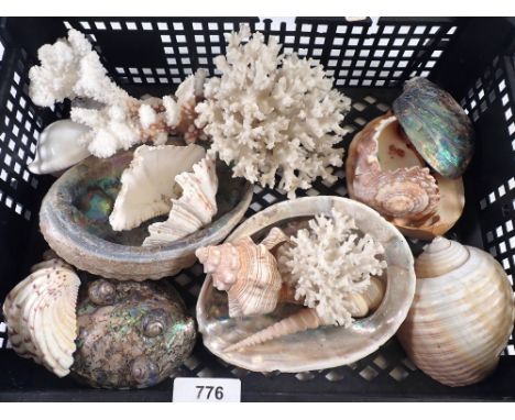 A box of shells and coral 