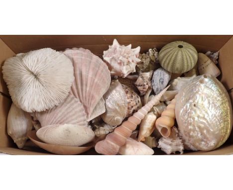 A box of shells 