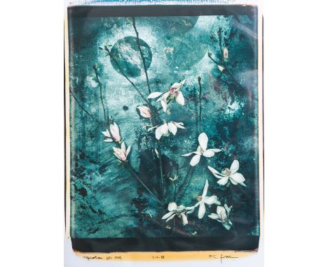 Frahm, Klaus (geb. 1953), "Magnolien für MM", Polaroid-Fotografie, Unikat, weltweit nurwenige Kameras m. diesem Format, Blatt