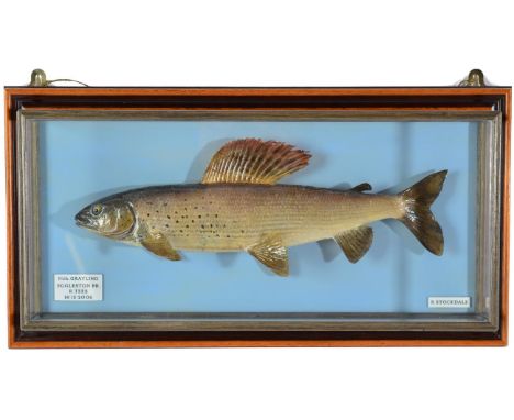 Taxidermy Fish: Grayling (Thymallus thymallus), circa 2006, by R. Stockdale, Newton Aycliffe, full mount preserved and mounte