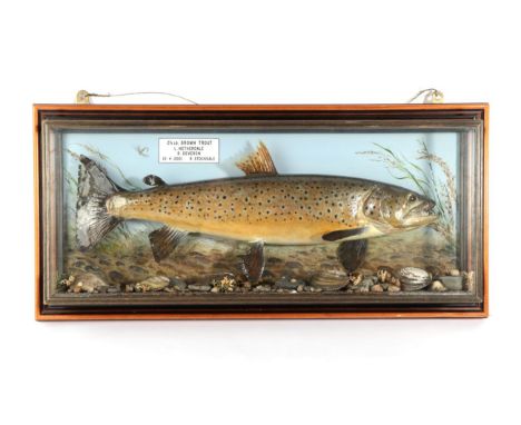 Taxidermy Fish: Brown Trout (Salmo trutta), circa 2001, by R. Stockdale, Newton Aycliffe, full mount preserved and mounted am