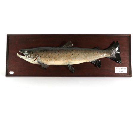 Taxidermy Fish: Sea Trout (Salmo trutta), circa 1978, by R. Stockdale, Newton Aycliffe, full mount preserved and mounted upon
