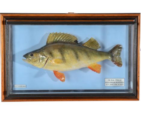 Taxidermy Fish: Perch (Perca fluviatilis), circa 1996, by R. Stockdale, Newton Aycliffe, full mount preserved and mounted aga