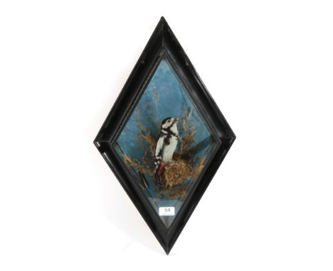 Taxidermy: Great Spotted Woodpecker (Dendrocopos major), circa 1895-1958, by George Bazeley, Northampton, full mount perched 