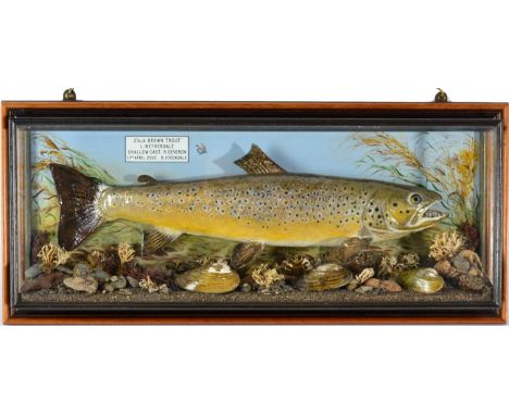 Taxidermy Fish: Brown Trout (Salmo trutta), circa 2002, by R. Stockdale, Newton Aycliffe, full mount preserved and mounted am