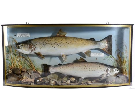 Taxidermy Fish: A High Quality Pair of Cased Sea Trout (Salmo trutta), circa 2002, by R.Stockdale, Newton Aycliffe. a pair of
