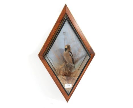 Taxidermy: Cased Hawfinch (Coccothraustes coccothraustes), circa 1895-1958, by George Bazeley, Northampton, full mount with h