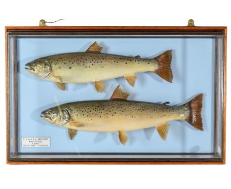 Taxidermy Fish: A Pair of Sea Trout (Salmo trutta), circa 2000, by R. Stockdale, Newton Aycliffe, a pair of full mounts prese