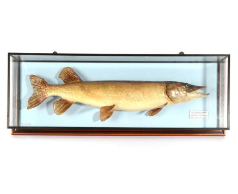 Taxidermy Fish: Female Pike (Esox lucius), circa 1997, by R. Stockdale, Newton Aycliffe, full mount preserved and mounted aga