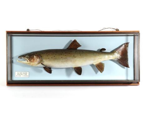 Taxidermy Fish: Salmon (Salmo salar), circa 2000, by R. Stockdale, Newton Aycliffe, full mount preserved and mounted against 