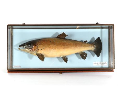 Taxidermy Fish: Brown Trout (Salmo trutta), circa 1992, by R. Stockdale, Newton Aycliffe, full mount preserved and mounted ag