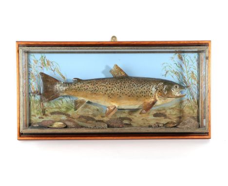 Taxidermy Fish: Brown Trout (Salmo trutta), circa early 21st century, by R. Stockdale, Newton Aycliffe, full mount preserved 