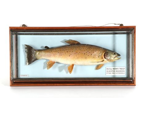 Taxidermy Fish: Brown Trout (Salmo trutta), circa 1999, by R. Stockdale, Newton Aycliffe, full mount preserved and mounted ag