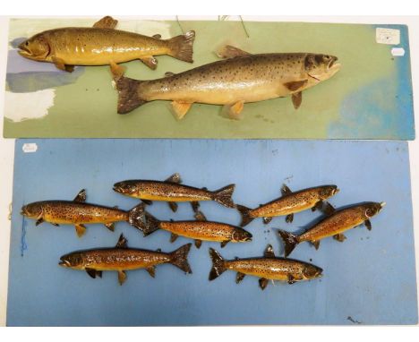 Taxidermy Fish: Sea Trout and Brown Trout, circa 1999, by R. Stockdale, Newton Aycliffe, a pair of Sea Trout preserved and mo