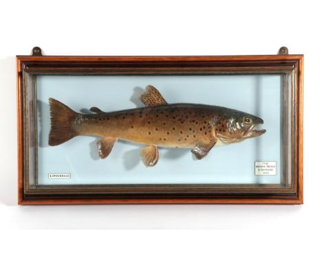 Taxidermy Fish: Brown Trout (Salmo trutta), circa 1999, by R. Stockdale, Newton Aycliffe, full mount preserved and mounted ag