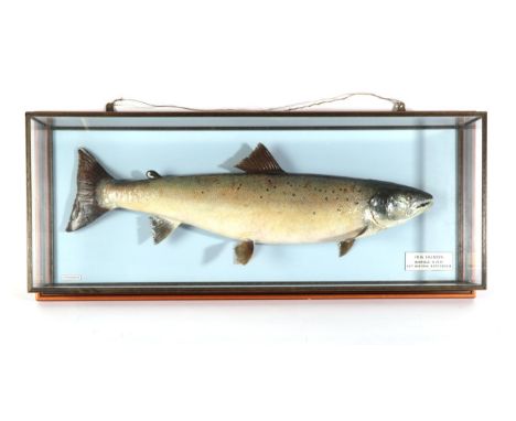 Taxidermy Fish: Salmon (Salmo salar),  circa 1994, by R. Stockdale, Newton Aycliffe, full mount preserved and mounted against