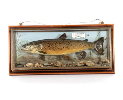 Taxidermy Fish: Brown Trout (Salmo trutta), circa 2000, by R. Stockdale, Newton Aycliffe, full mount preserved and mounted am