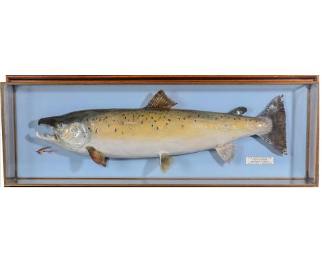 Taxidermy Fish: Salmon (Salmo salar), circa 1992, by R. Stockdale, Newton Aycliffe, large full mount preserved and mounted ag